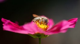 honey-bee-final-web.jpg