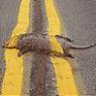 roadkill_97006