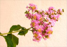 Crape Myrtle 6-2.jpg