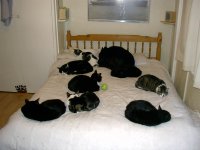 cats on bed 2.JPG