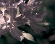 Rhodendrons.jpg