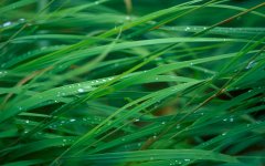 leopard_grass_background.jpg