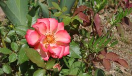 A Rose Blooms in Redfield.jpg