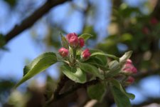 Apple Blossom.JPG