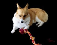 Callie_030317_003-D.jpg