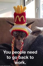 catfries.jpg
