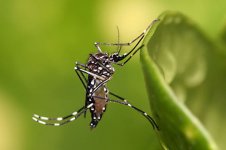 440px-Aedes_aegypti.jpg