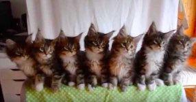 kittens_dance_in_line_featured.jpg