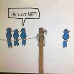 Joke - birds and WiFi.jpg