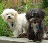 Puppies.jpg