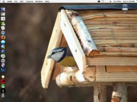 Bird Desktop.jpg