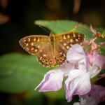 butterfly-on-wild-orchid-final-web.jpg