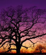 Valley Oak, Planet Venus 1.jpg Valley Oak, Planet Venus 1.jpg