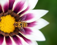 bee-on-cosmos-final-web.jpg