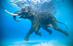elephant swimming .png
