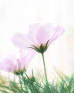 high-key-cosmos-final-web.jpg