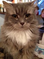 cat - fluffy.jpg