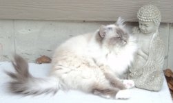 cat copy.jpeg