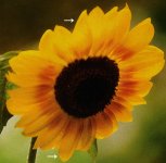 flowerd.jpg flowerd.jpg