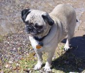 myPug.jpg