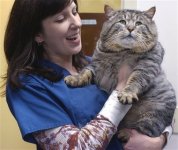 capt.704208b0f72641408d73725b406ff985.fat_cat_nyol990.jpg capt.704208b0f72641408d73725b406ff985.fat_cat_nyol990.jpg