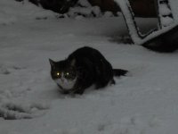 cat.jpg
