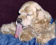 HPIM0543CroppedSammy.jpg