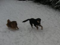 mydogs.jpg