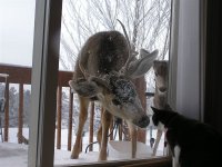 deer at window.jpg
