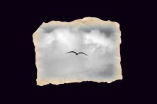 seagull.jpg
