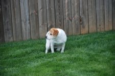 DSC_0455.jpg