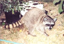 Racoon.jpg