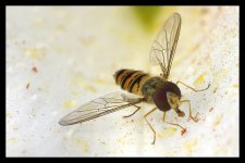 hoverfly2ai.jpg