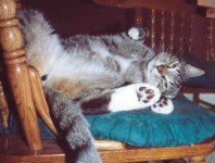 Smokey you silly cat.jpg
