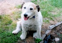 capt.newp80205080626.new_zealand_dog_bravery_newp802.jpg