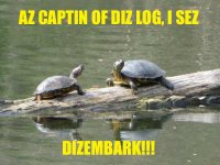lolturtle.jpg