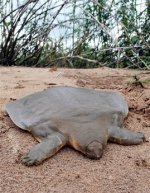 capt.hs10405160805.cambodia_rare_turtle_hs104.jpg
