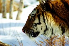 Tiger closeup (mod).JPG