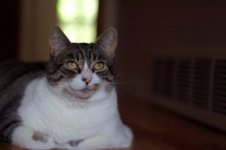 kitty_loungin.jpg