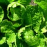 SensualLettuce