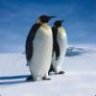 TuxThePenguin