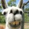 Smelly Llama