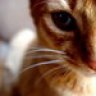 meodaugau