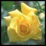 texasrose