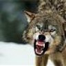 gr4ywolf
