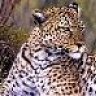 LeopardGate