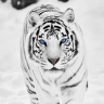 CiberTiger