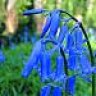 BlueBell123